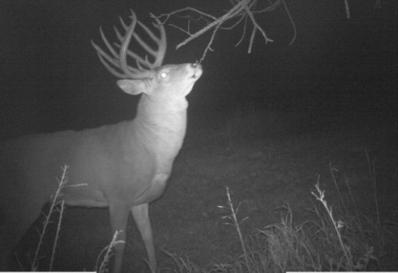 kansas trailcam